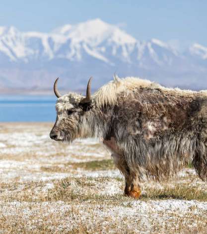 Yak, Tajikistan