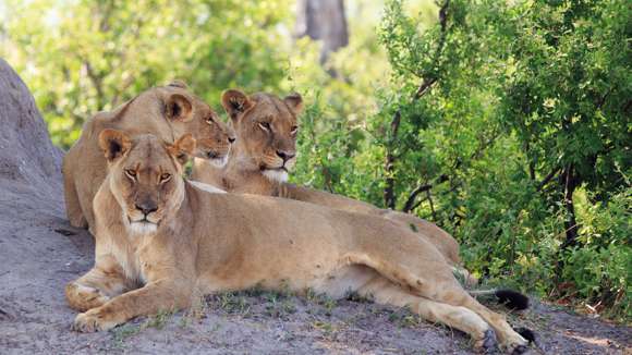 Lions, Hwange National Park, Zimbabwe