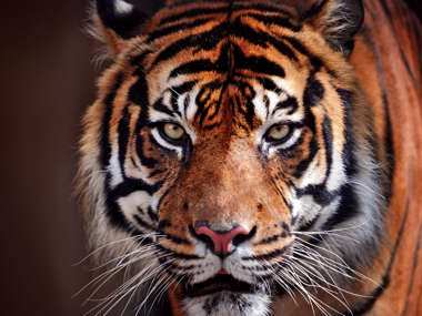 Tiger-Photo