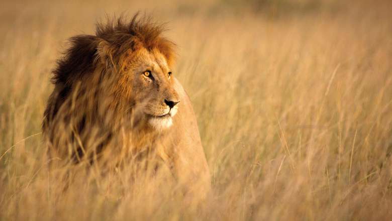 Large Male Lion, High Grass, Masai Mara, Kenya