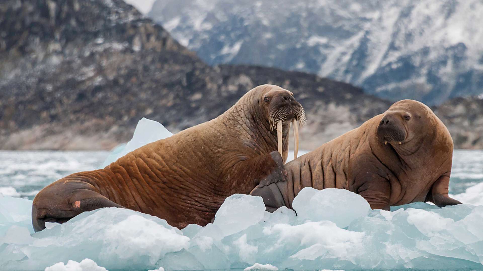 Walrus And Her Pup Floating On Ice, Eastern Greenland