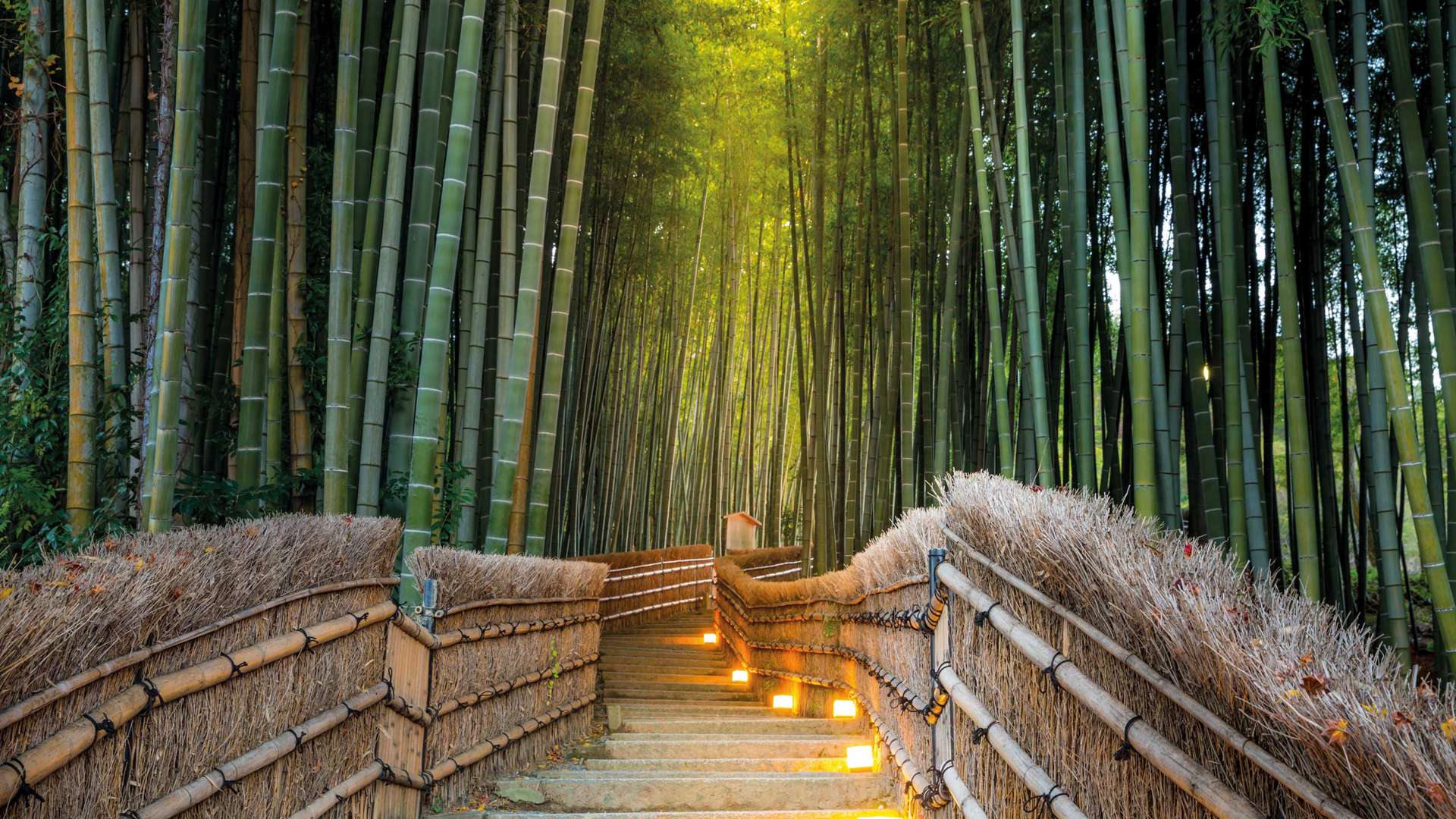 Arashiyama Bamboo Forest in Kyoto, Japan