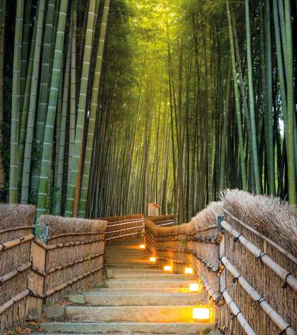 Arashiyama Bamboo Forest in Kyoto, Japan