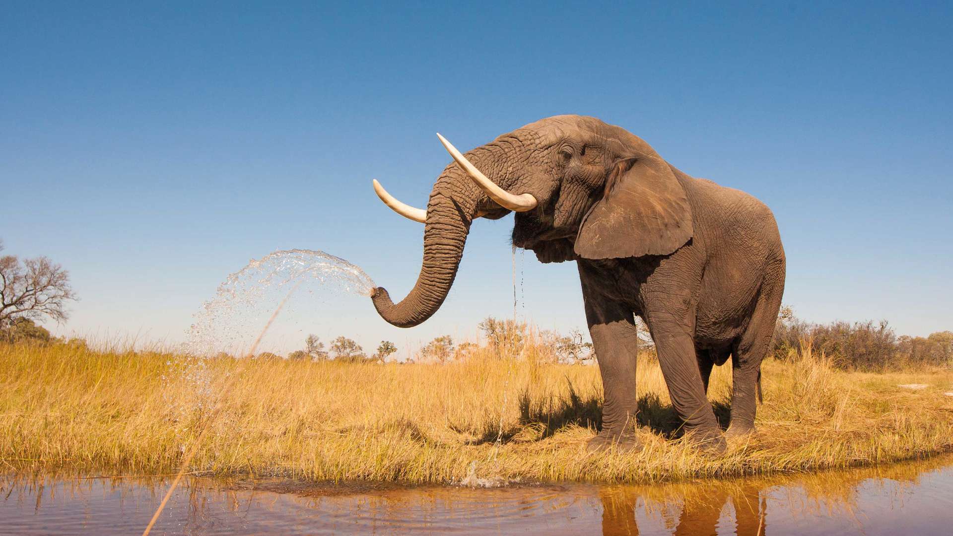 Elephant in National Park, Botswana