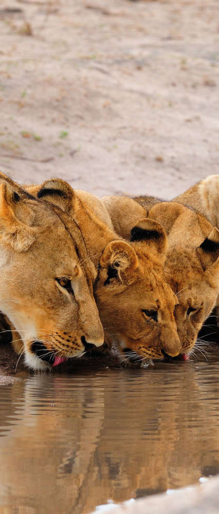 Lioness and cubs