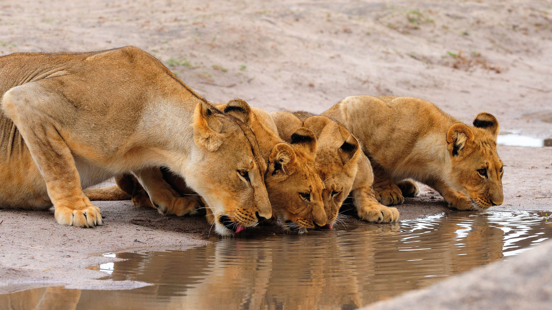 Lioness and cubs