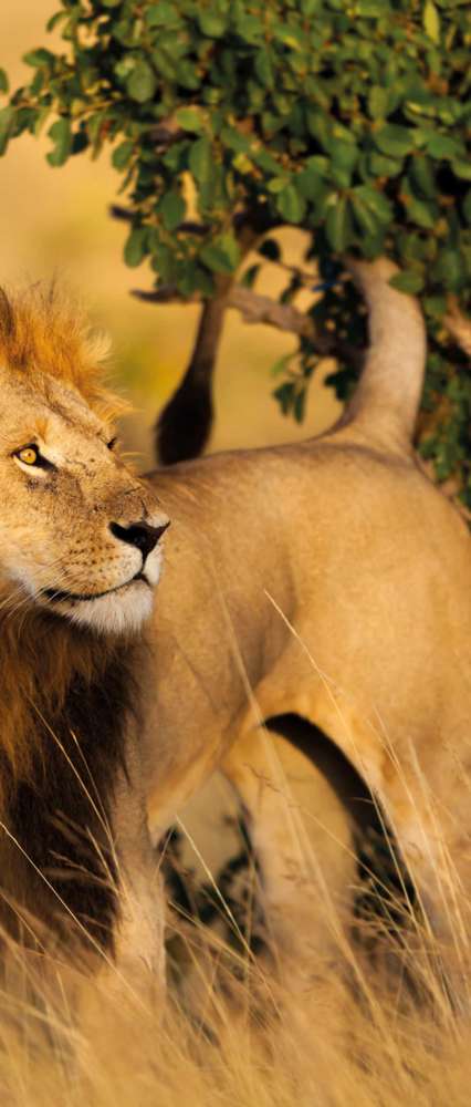 Lion marking his territory, Masai Mara