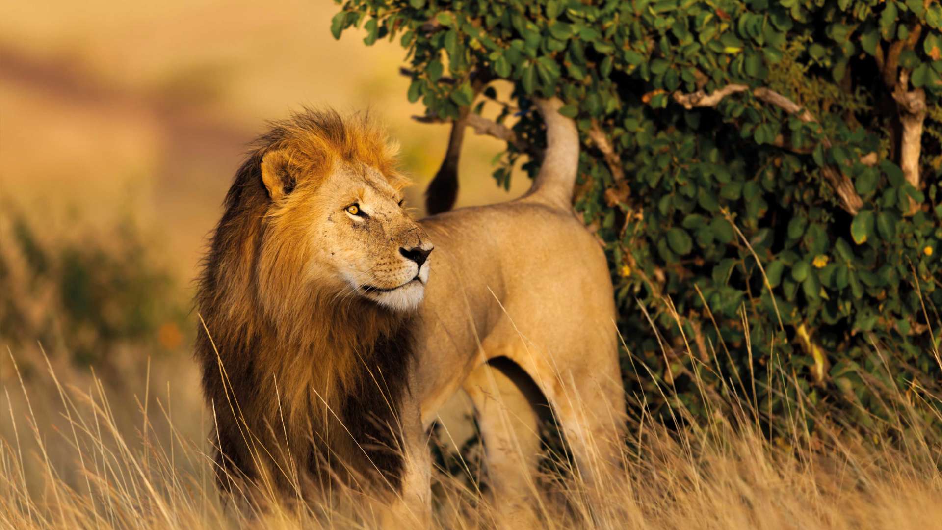 Lion marking his territory, Masai Mara