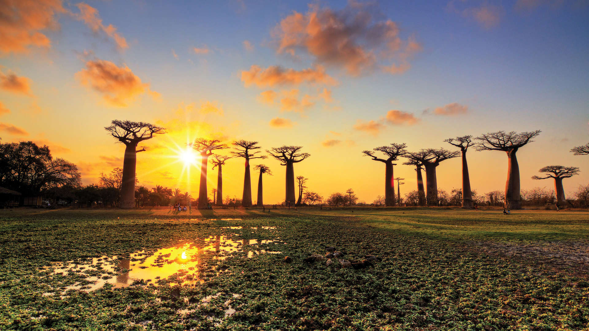 Baobab Trees at Sunset, Madagascar