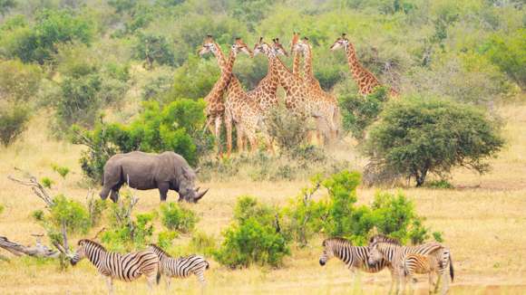 Game Drive, Kruger National Park