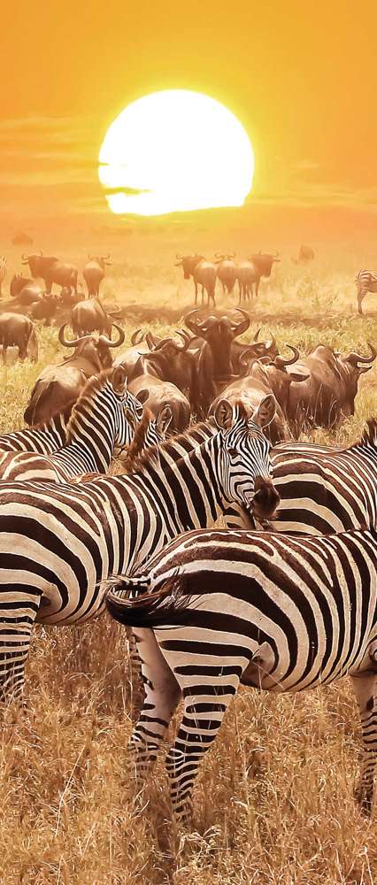 Zebra At Sunset, Serengeti National Park, Tanzania