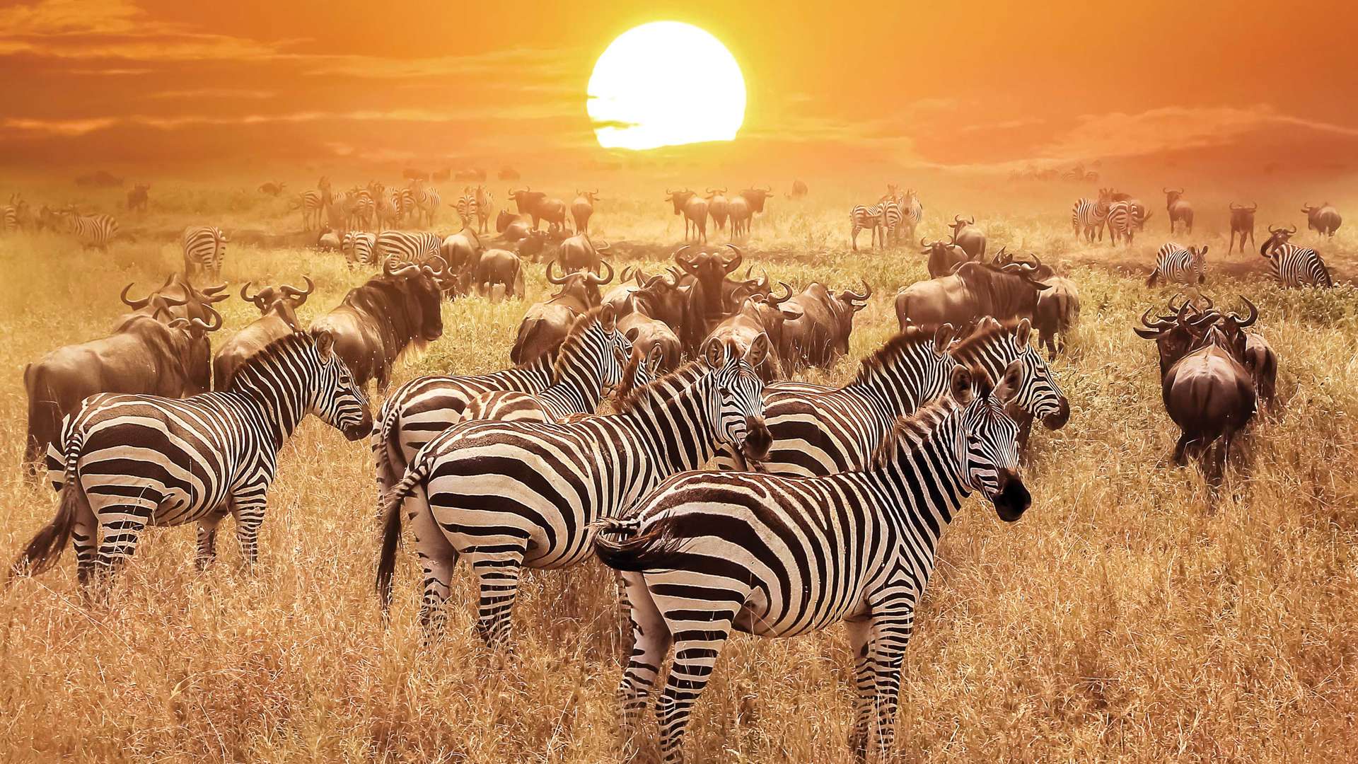 Zebra At Sunset, Serengeti National Park, Tanzania