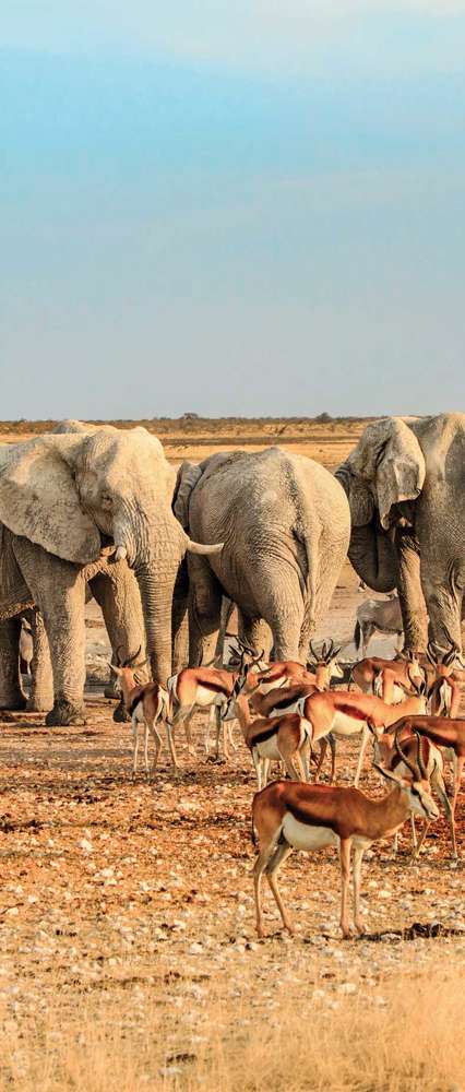 Herd Of Elephants, drinking from a waterhole, Etosha National Park, Namibia