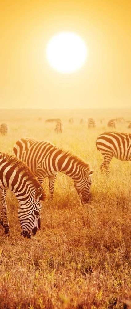 Zebras, Sunset, Kenya