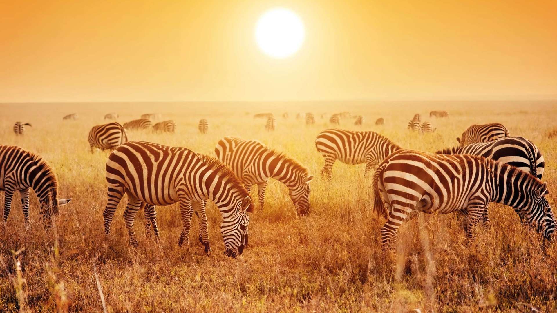 Zebras, Sunset, Kenya