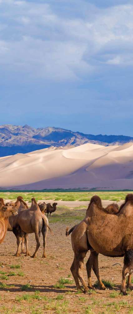 Camels In Gobi Desert, Mongolia