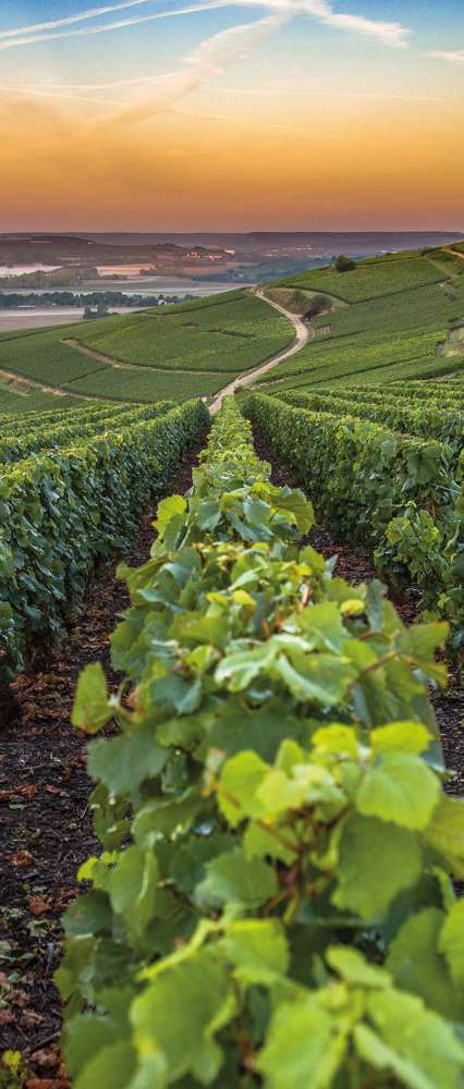 Vineyards In The Champagne Region, France