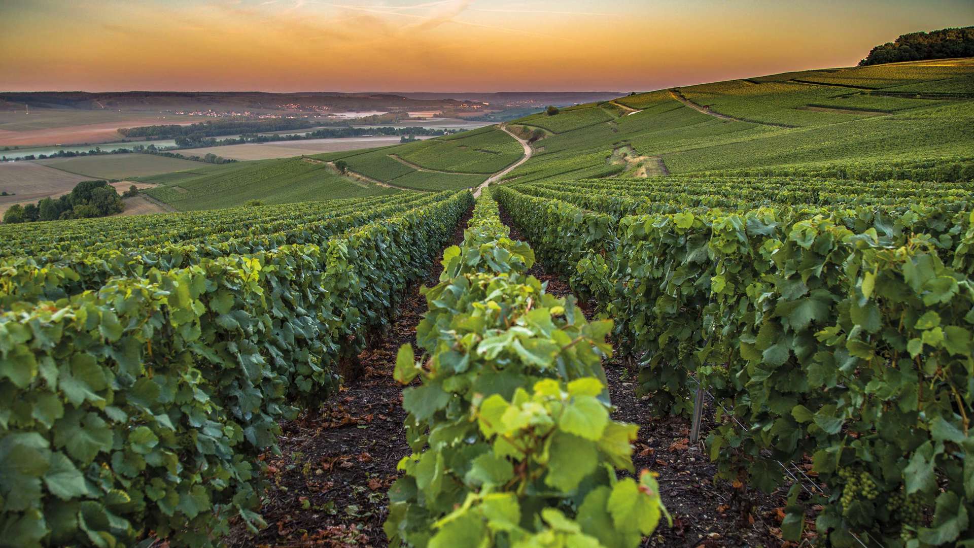 Vineyards In The Champagne Region, France