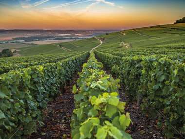 Vineyards In The Champagne Region, France