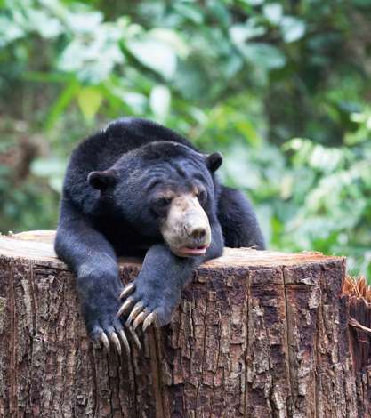 Bornean Sun Bear Resting On A Tree, Sepilok, Borneo, Malaysia