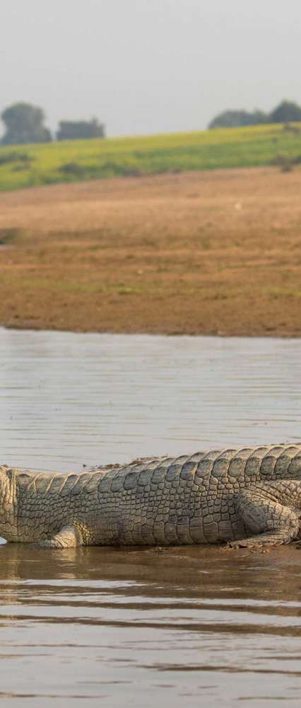 Gharial by the Chambal River, Uttar Pradesh