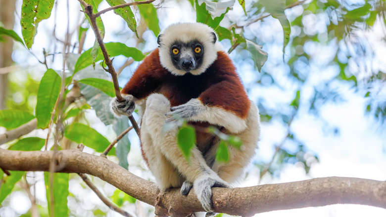 Coquerel's Sifaka, Madagascar