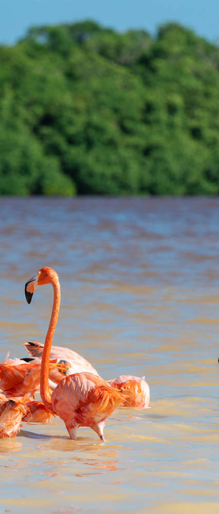 Flamingo, Ria Celestun Biosphere Reserve, Yucatan, Mexico iStock