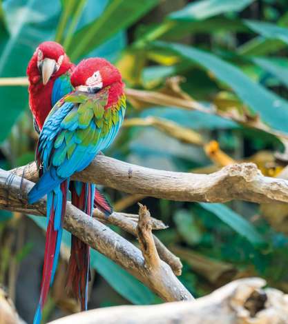 Red Macaw Bird on a Branch, Ecuador