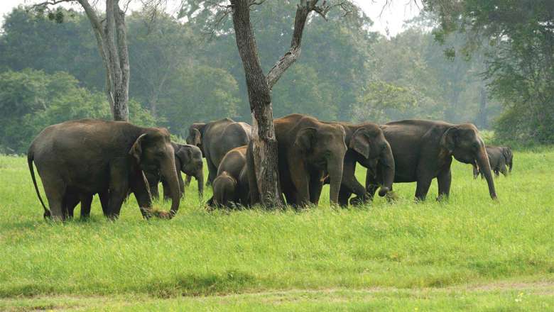 Wilpattu National Park, Sri Lanka