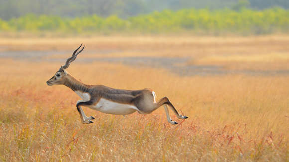 Blackbuck National Park, Velavadar