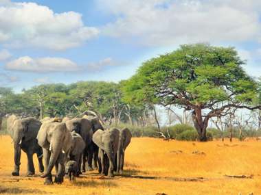 Elephants, Hwange National Park, Zimbabwe 