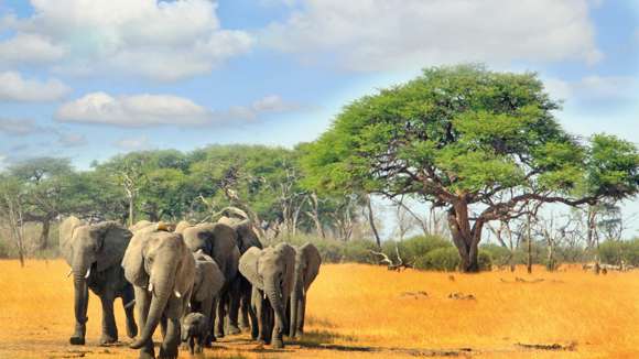 Elephants, Hwange National Park, Zimbabwe 