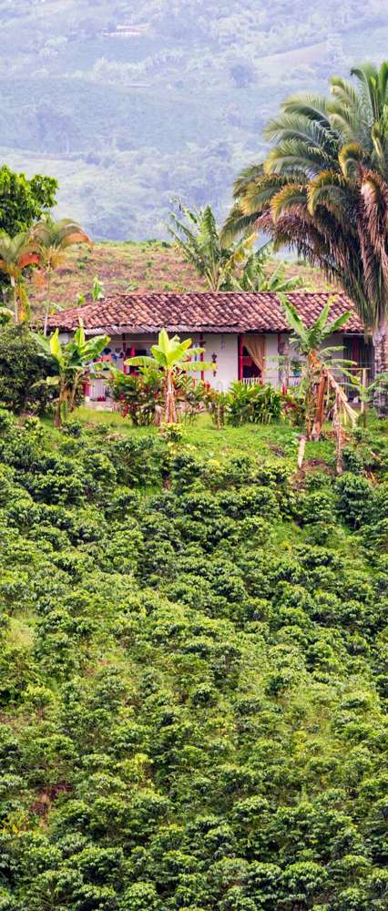 Coffee Plantation, Colombia