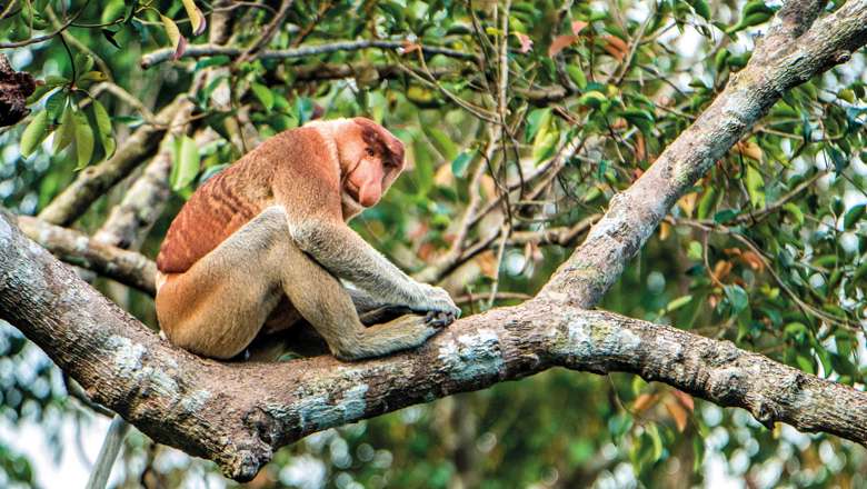 Proboscis Monkey Sitting On A Tree In The Wild Green Rainforest, Borneo Island