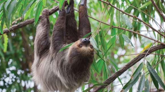 Sloth, Costa Rica