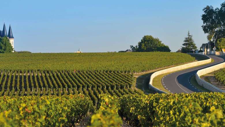 Vineyard Medoc, Bordeaux, France