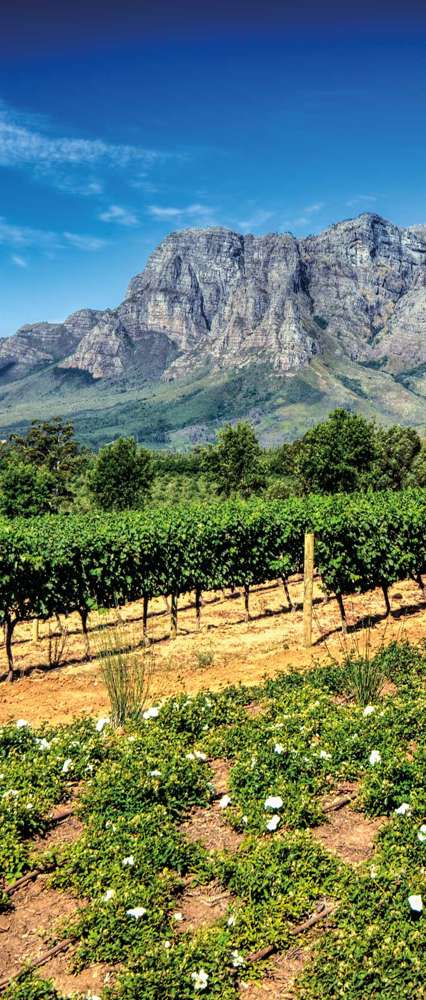 Cape Winelands, South Africa