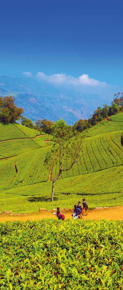 Tea Plantations, Coonoor, India