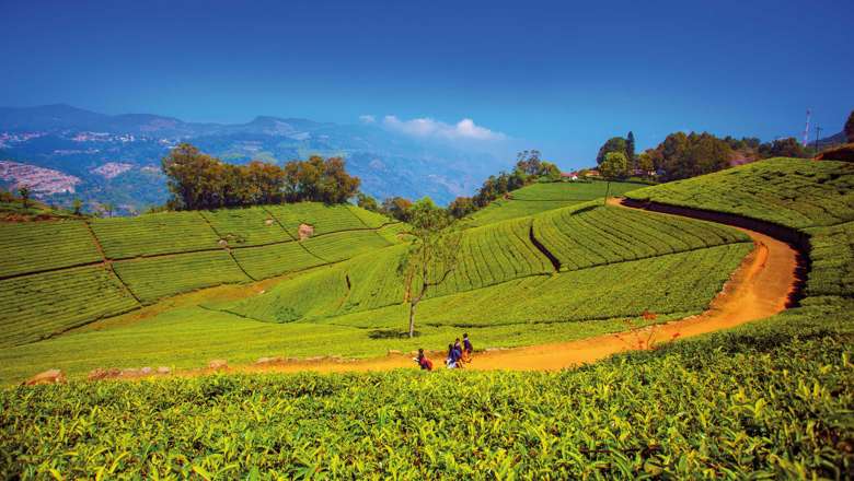 Tea Plantations, Coonoor, India