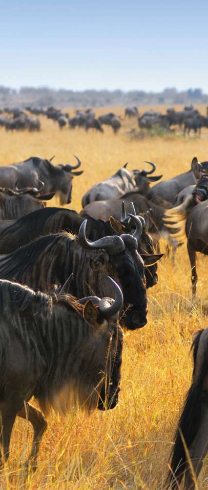 Great Migration Of Antelopes and Wildebeest, Masai Mara, Kenya