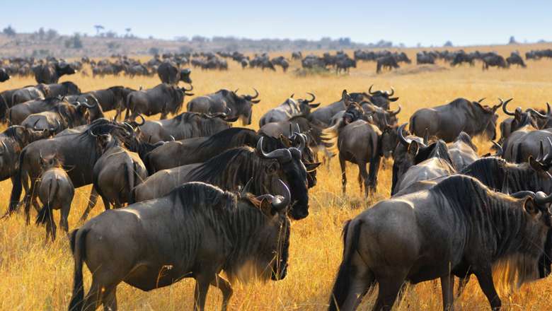 Great Migration Of Antelopes and Wildebeest, Masai Mara, Kenya