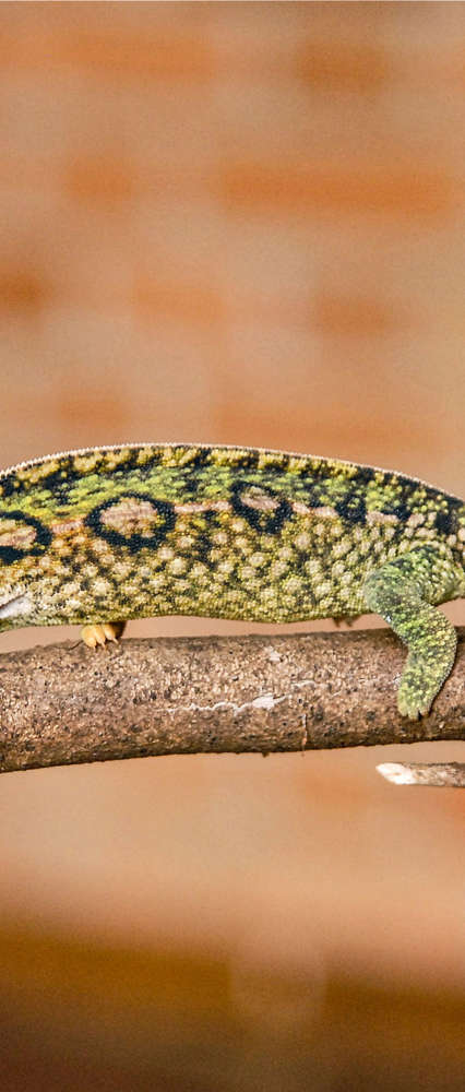 Chameleon On Branch, Madagascar