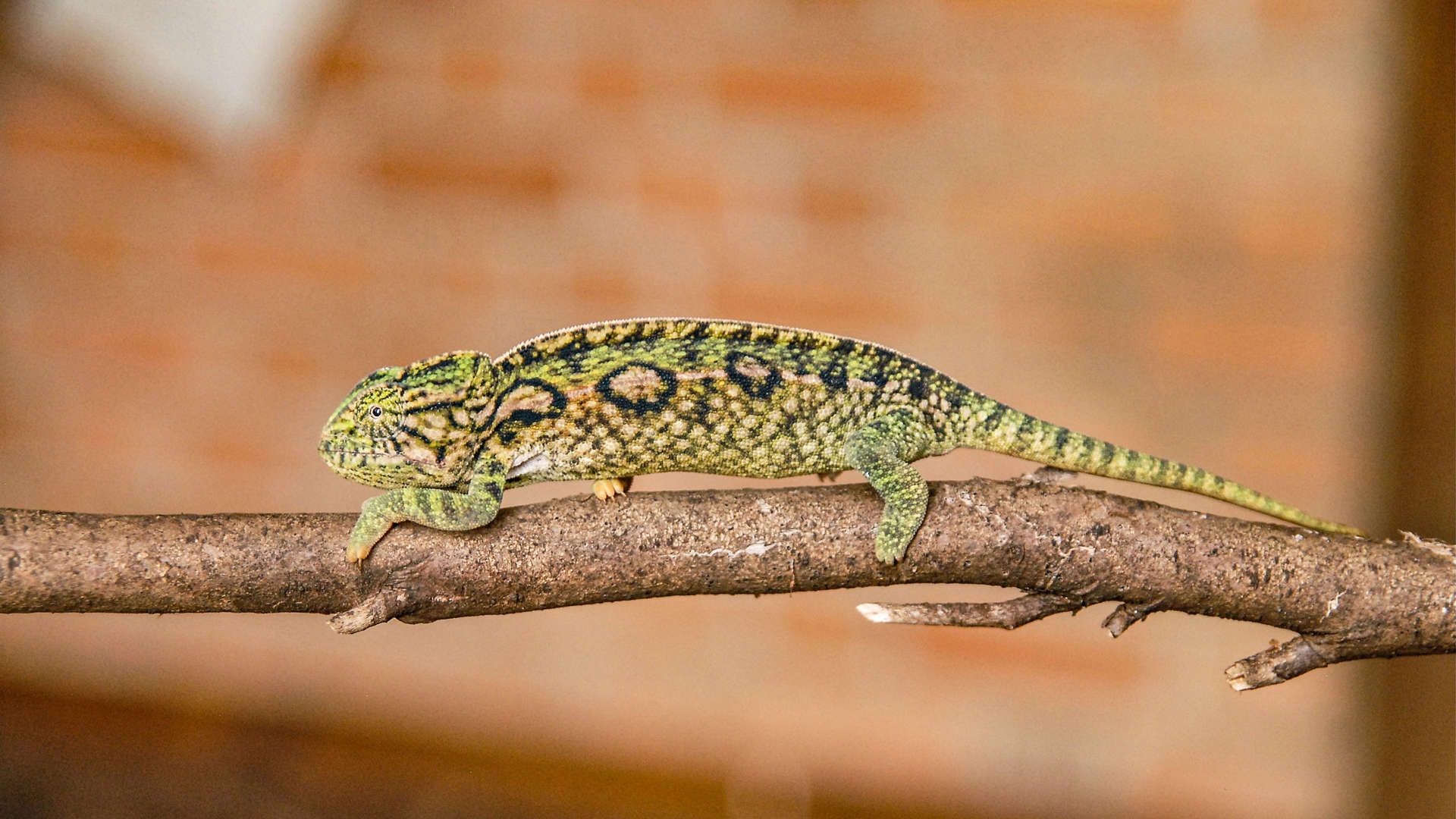 Chameleon On Branch, Madagascar