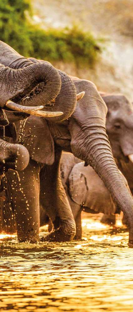 Elephants Drinking, Botswana