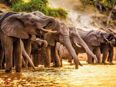 Elephants Drinking, Botswana