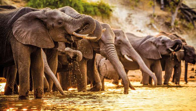 Elephants Drinking, Botswana