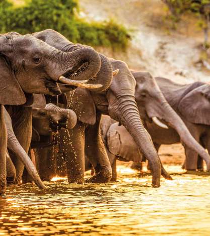 Elephants Drinking, Botswana