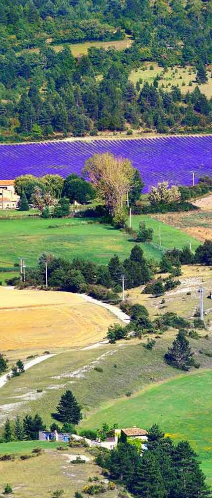 Lavender Fields, Provence, France