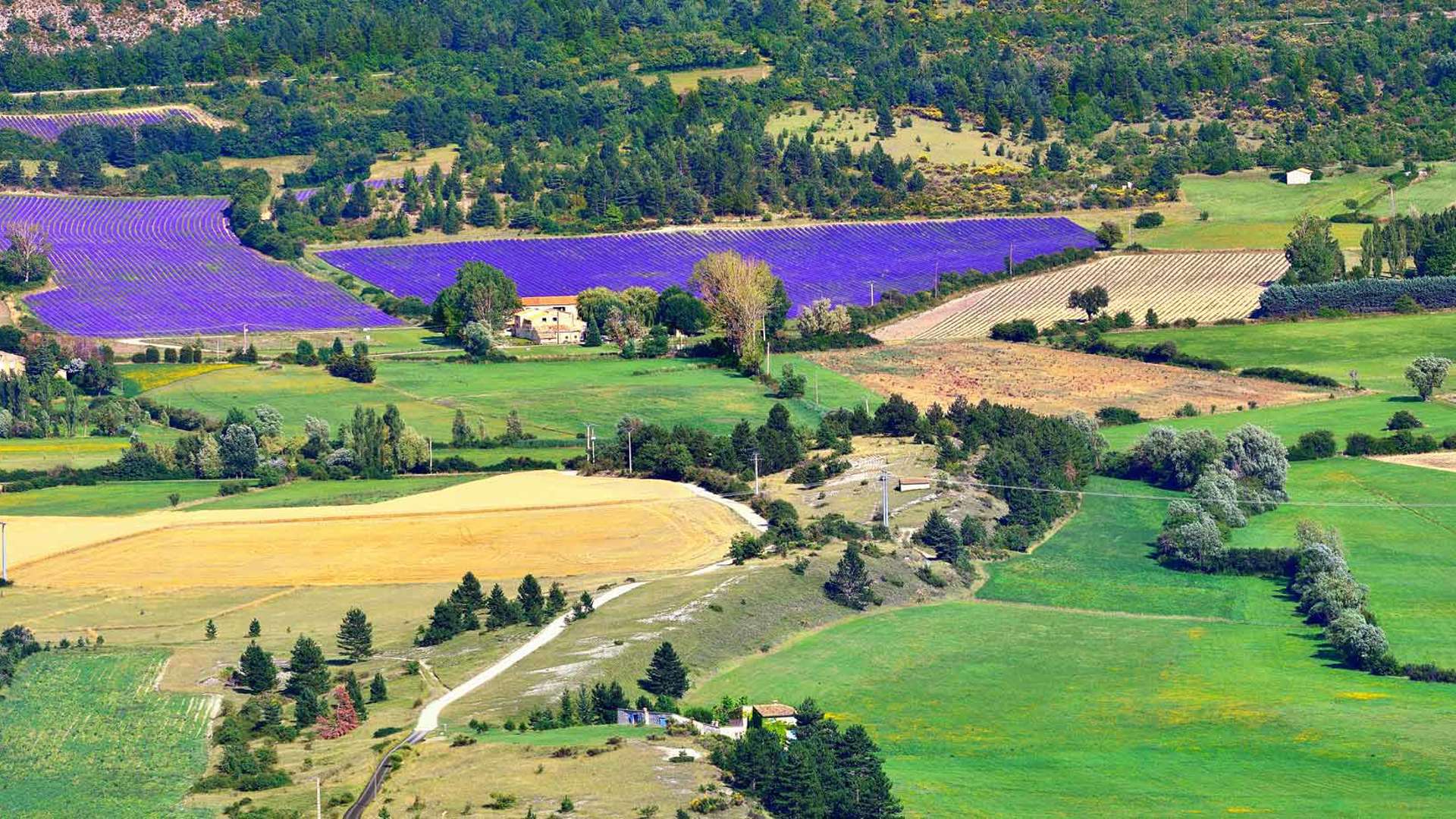 Lavender Fields, Provence, France