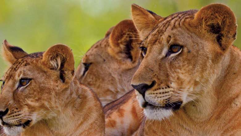 Lions, Saadani National Park, Tanzania